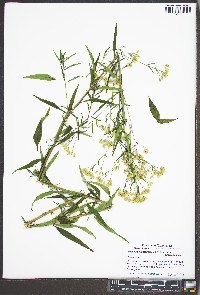 Brickellia eupatorioides var. eupatorioides image