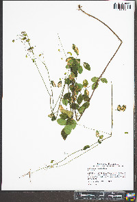 Desmodium marilandicum image