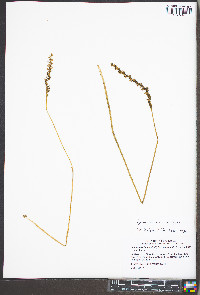 Spiranthes lacera var. gracilis image