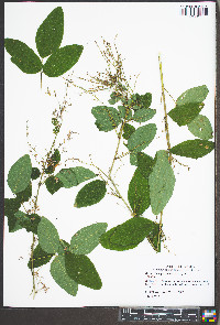 Desmodium glabellum image