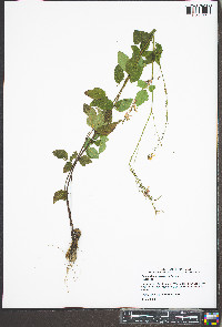 Desmodium perplexum image