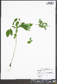 Desmodium marilandicum image