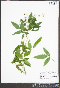 Desmodium paniculatum var. paniculatum image