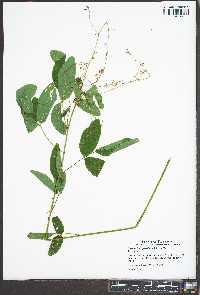 Desmodium glabellum image
