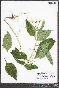Heliopsis helianthoides var. helianthoides image