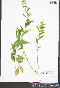 Brickellia eupatorioides image