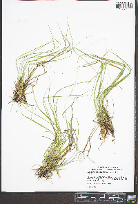 Dichanthelium linearifolium image