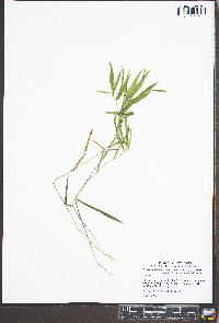 Dichanthelium commutatum subsp. ashei image