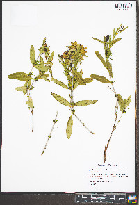 Hypericum frondosum image