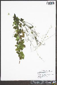 Desmodium marilandicum image