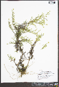 Symphyotrichum pilosum var. pilosum image
