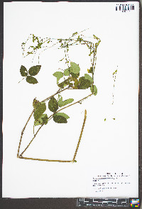 Desmodium marilandicum image