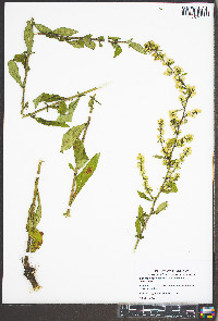 Solidago speciosa image