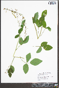 Desmodium perplexum image