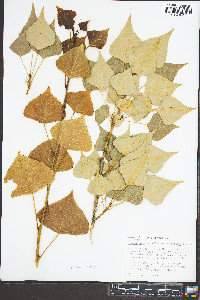 Populus canadensis image