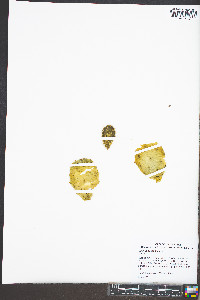 Opuntia cespitosa image