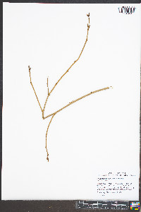 Rhus aromatica var. aromatica image