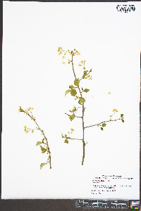 Prunus mahaleb image
