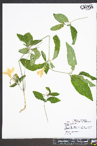 Ruellia purshiana image
