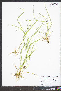 Dichanthelium depauperatum image