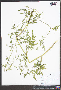 Torilis arvensis image