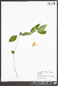 Ruellia purshiana image