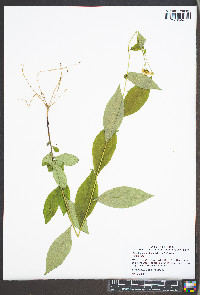 Doellingeria infirma image