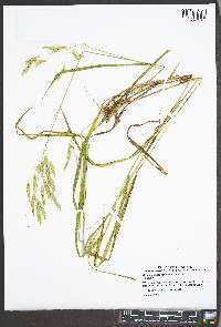 Bromus pubescens image
