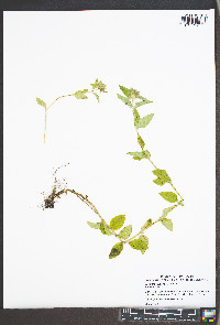 Clinopodium vulgare image