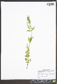 Scutellaria elliptica var. elliptica image