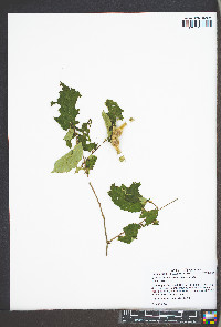 Corylus cornuta var. cornuta image