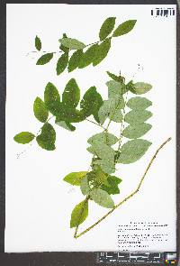 Lathyrus venosus image