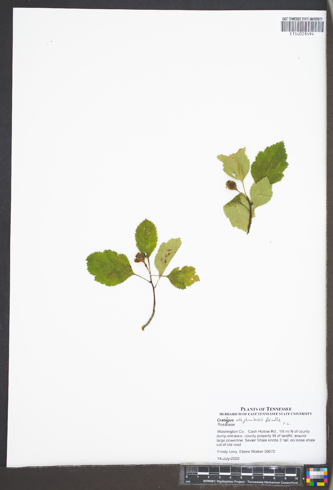 Crataegus allegheniensis image
