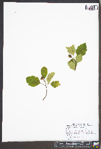 Media resource of Crataegus allegheniensis