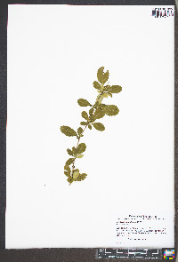 Berberis canadensis image