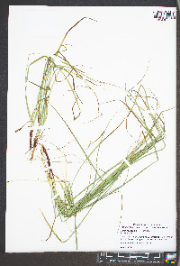 Carex roanensis image