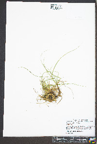 Carex tonsa image