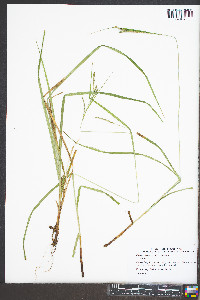 Carex roanensis image