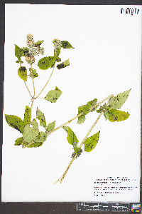 Blephilia hirsuta image