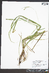 Carex roanensis image