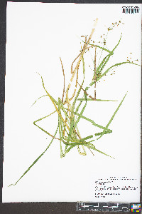 Scirpus polyphyllus image