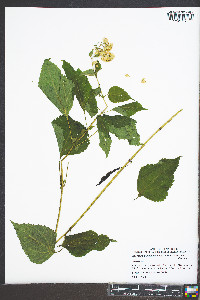 Ageratina altissima var. altissima image