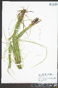 Carex flexuosa image