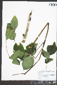 Aralia spinosa image