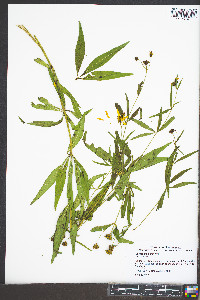 Coreopsis major image