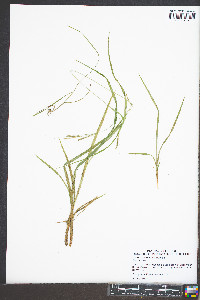 Carex roanensis image