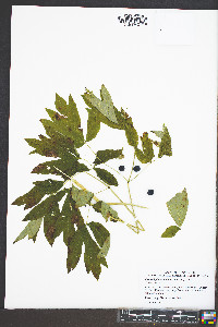 Caulophyllum thalictroides image