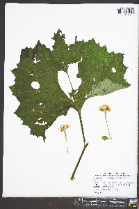 Arnoglossum reniforme image