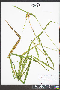 Carex gynandra image