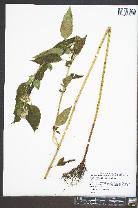 Blephilia hirsuta image